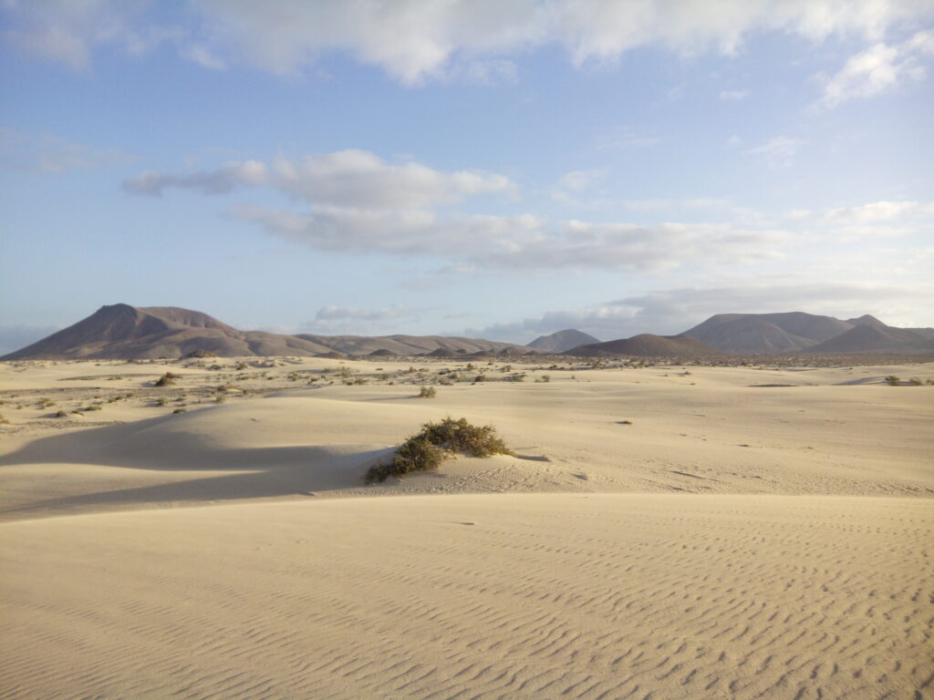 mata y arena, dunas de corralejo, fuerteventura, españa, 2015